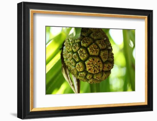 The Seychelles, La Digue, Pandanus-Catharina Lux-Framed Photographic Print