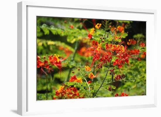 The Seychelles, La Digue, Plant, Peacock Flower or Red Bird of Paradise, Caesalpinia Pulcherrima-Catharina Lux-Framed Photographic Print
