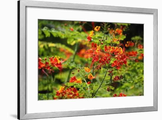 The Seychelles, La Digue, Plant, Peacock Flower or Red Bird of Paradise, Caesalpinia Pulcherrima-Catharina Lux-Framed Photographic Print