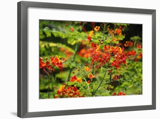 The Seychelles, La Digue, Plant, Peacock Flower or Red Bird of Paradise, Caesalpinia Pulcherrima-Catharina Lux-Framed Photographic Print
