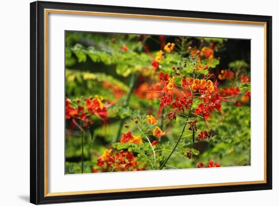 The Seychelles, La Digue, Plant, Peacock Flower or Red Bird of Paradise, Caesalpinia Pulcherrima-Catharina Lux-Framed Photographic Print