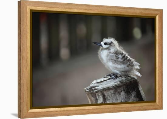 The Seychelles, La Digue, Young Bird-Catharina Lux-Framed Premier Image Canvas