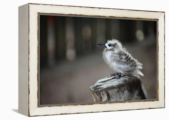 The Seychelles, La Digue, Young Bird-Catharina Lux-Framed Premier Image Canvas