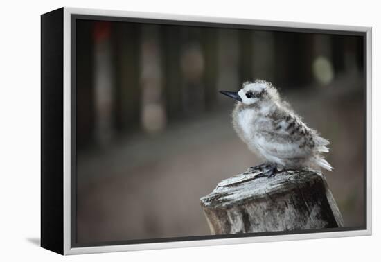 The Seychelles, La Digue, Young Bird-Catharina Lux-Framed Premier Image Canvas