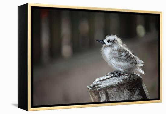 The Seychelles, La Digue, Young Bird-Catharina Lux-Framed Premier Image Canvas