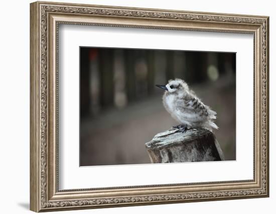 The Seychelles, La Digue, Young Bird-Catharina Lux-Framed Photographic Print