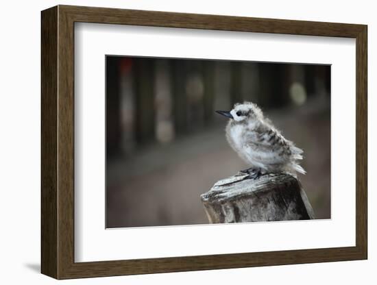 The Seychelles, La Digue, Young Bird-Catharina Lux-Framed Photographic Print