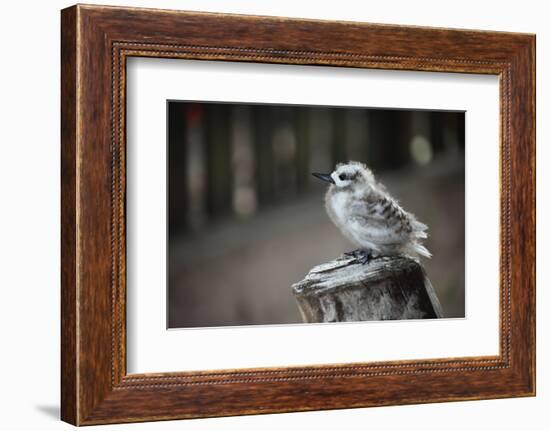 The Seychelles, La Digue, Young Bird-Catharina Lux-Framed Photographic Print