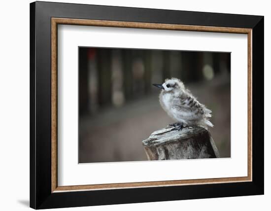 The Seychelles, La Digue, Young Bird-Catharina Lux-Framed Photographic Print