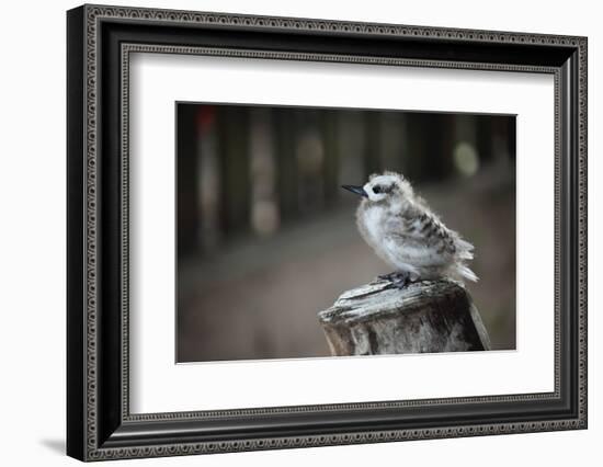 The Seychelles, La Digue, Young Bird-Catharina Lux-Framed Photographic Print