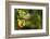 The Seychelles, Tree, Fruit, Star Fruit-Catharina Lux-Framed Photographic Print