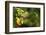 The Seychelles, Tree, Fruit, Star Fruit-Catharina Lux-Framed Photographic Print