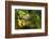 The Seychelles, Tree, Fruit, Star Fruit-Catharina Lux-Framed Photographic Print