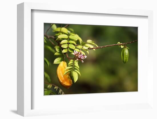 The Seychelles, Tree, Fruit, Star Fruit-Catharina Lux-Framed Photographic Print