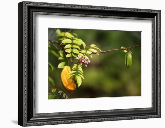 The Seychelles, Tree, Fruit, Star Fruit-Catharina Lux-Framed Photographic Print