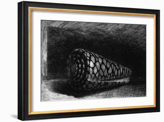 The Shell, 1650; The Shell is a Conus Marmoreus, Native to South-East Africa, Polynesia and Hawaii-Rembrandt van Rijn-Framed Giclee Print