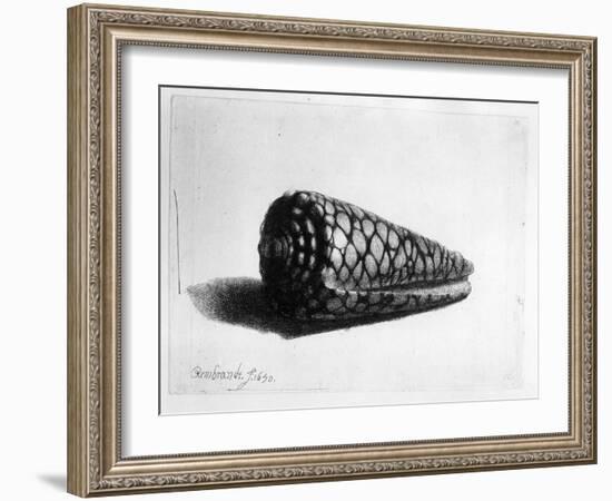 The Shell (Conus Marmoreus) 1650 (Etching)-Rembrandt van Rijn-Framed Giclee Print