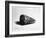 The Shell (Conus Marmoreus) 1650 (Etching)-Rembrandt van Rijn-Framed Giclee Print