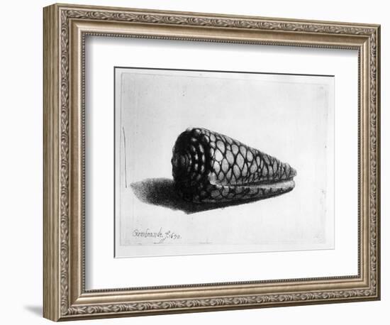 The Shell (Conus Marmoreus) 1650 (Etching)-Rembrandt van Rijn-Framed Giclee Print