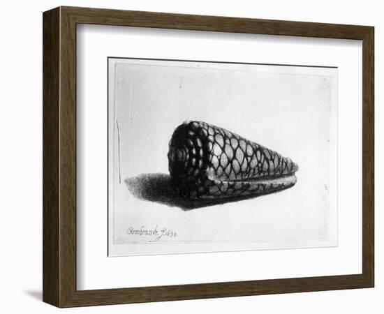 The Shell (Conus Marmoreus) 1650 (Etching)-Rembrandt van Rijn-Framed Giclee Print