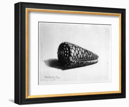 The Shell (Conus Marmoreus) 1650 (Etching)-Rembrandt van Rijn-Framed Giclee Print