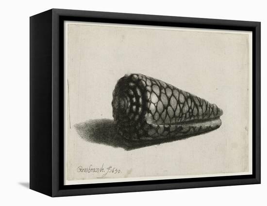 The Shell (Conus Marmoreus), 1650-Rembrandt van Rijn-Framed Premier Image Canvas