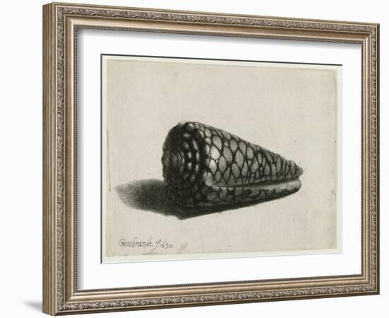 The Shell (Conus Marmoreus), 1650-Rembrandt van Rijn-Framed Giclee Print