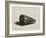 The Shell (Conus Marmoreus), 1650-Rembrandt van Rijn-Framed Giclee Print