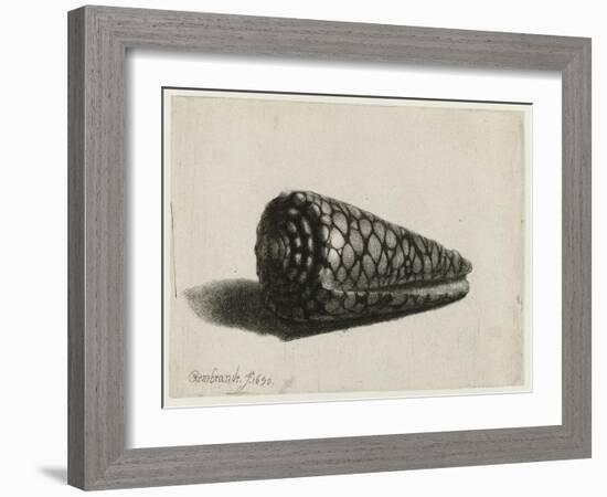 The Shell (Conus Marmoreus), 1650-Rembrandt van Rijn-Framed Giclee Print