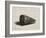 The Shell (Conus Marmoreus), 1650-Rembrandt van Rijn-Framed Giclee Print