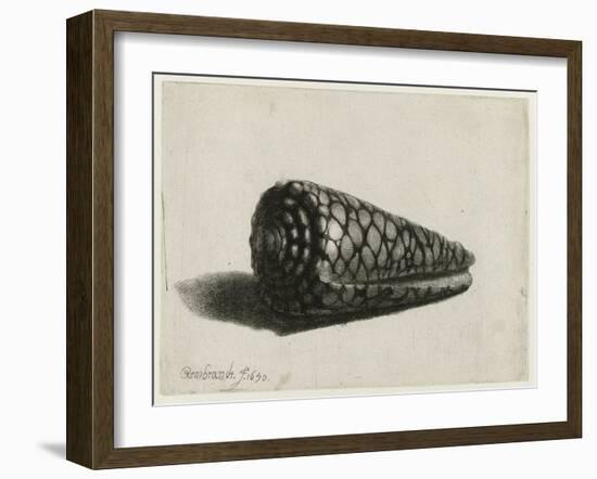 The Shell (Conus Marmoreus), 1650-Rembrandt van Rijn-Framed Giclee Print