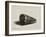 The Shell (Conus Marmoreus), 1650-Rembrandt van Rijn-Framed Giclee Print