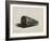 The Shell (Conus Marmoreus), 1650-Rembrandt van Rijn-Framed Giclee Print