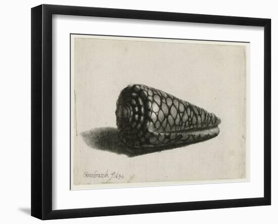 The Shell (Conus Marmoreus), 1650-Rembrandt van Rijn-Framed Giclee Print