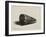 The Shell (Conus Marmoreus), 1650-Rembrandt van Rijn-Framed Giclee Print