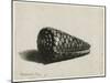 The Shell (Conus Marmoreus), 1650-Rembrandt van Rijn-Mounted Giclee Print