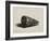 The Shell (Conus Marmoreus), 1650-Rembrandt van Rijn-Framed Giclee Print