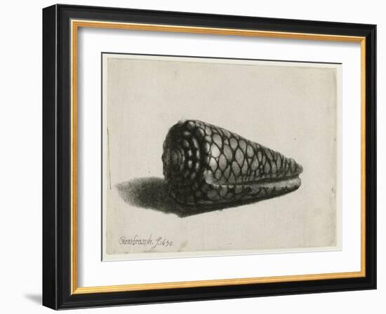 The Shell (Conus Marmoreus), 1650-Rembrandt van Rijn-Framed Giclee Print