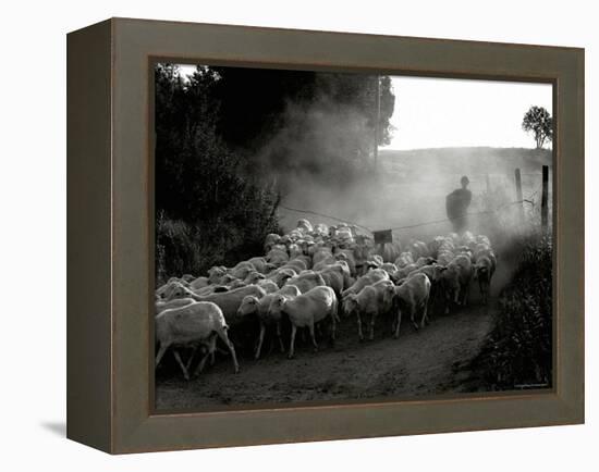 The Shepherd-Monika Brand-Framed Premier Image Canvas