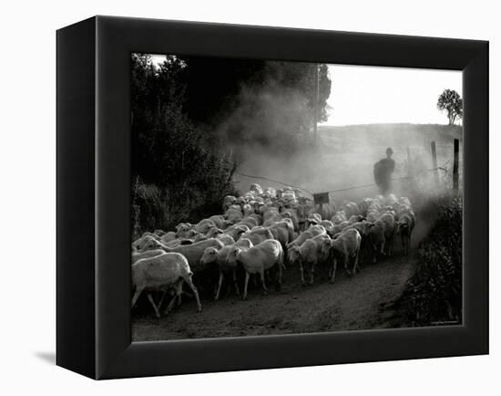 The Shepherd-Monika Brand-Framed Premier Image Canvas