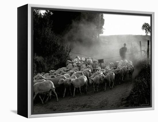 The Shepherd-Monika Brand-Framed Premier Image Canvas