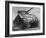 The Sherman Tank Was the Primary Battle Tank of the U. S. and Western Allies from 1942-45-null-Framed Photo