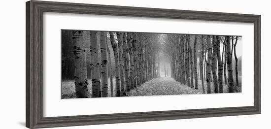 The Shimmering Forest-Heather Ross-Framed Giclee Print