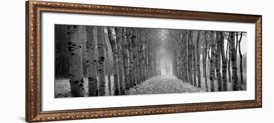 The Shimmering Forest-Heather Ross-Framed Giclee Print