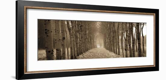 The Shimmering Forest-Heather Ross-Framed Giclee Print