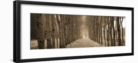 The Shimmering Forest-Heather Ross-Framed Giclee Print