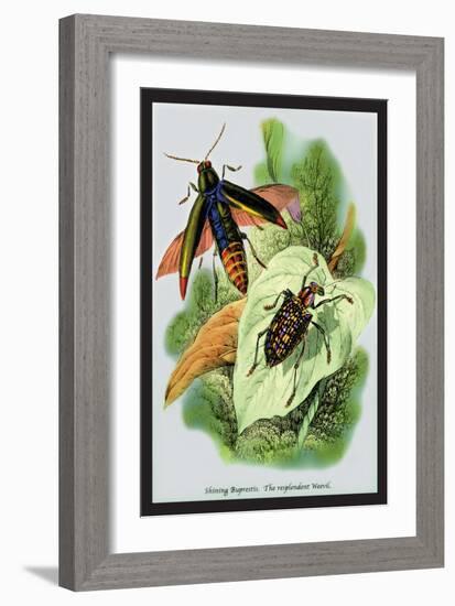 The Shining Buprestis and the Resplendent Weevil-Sir William Jardine-Framed Art Print