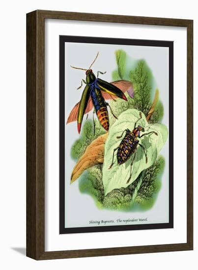 The Shining Buprestis and the Resplendent Weevil-Sir William Jardine-Framed Art Print