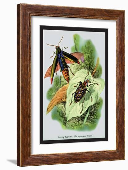 The Shining Buprestis and the Resplendent Weevil-Sir William Jardine-Framed Art Print