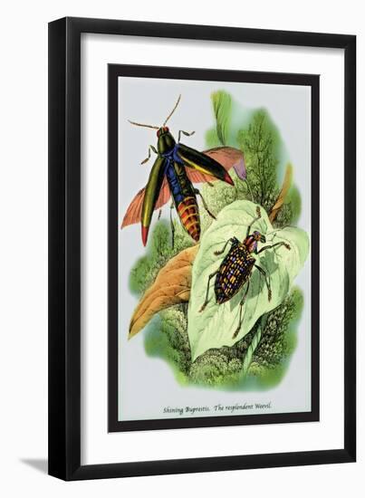 The Shining Buprestis and the Resplendent Weevil-Sir William Jardine-Framed Art Print